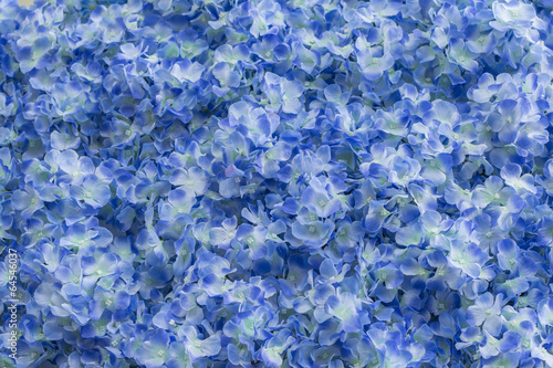 Blue hydrangeas