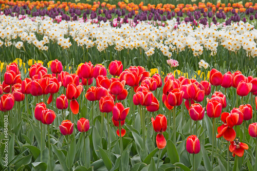 Naklejka nad blat kuchenny Tulips