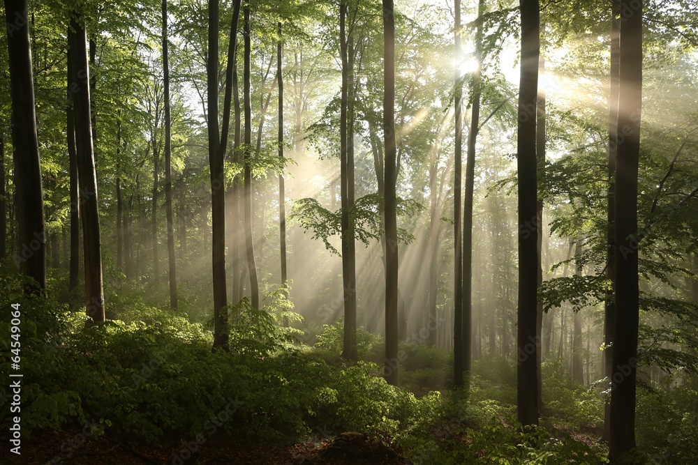 Spring beech forest after a few days of rain in a foggy morning - obrazy, fototapety, plakaty 
