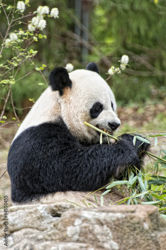 Obraz na płótnie canvas dwuczęściowy "dyptyk" Gigantyczna panda podczas jedzenia bambusa
