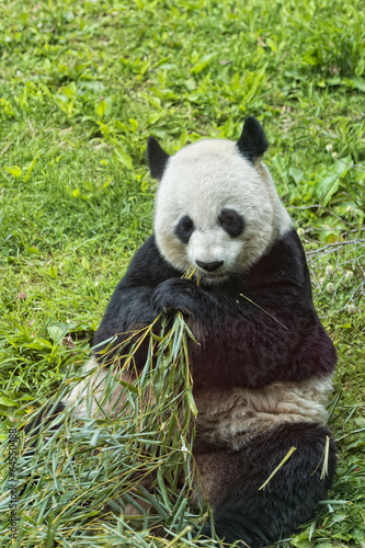 Obraz na płótnie canvas Gigantyczna panda podczas jedzenia bambusa