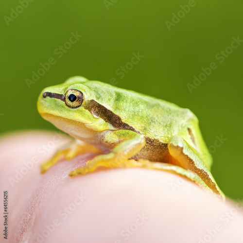 Obraz na płótnie canvas czteroczęściowy "tetraptyk" San antonio frog (hyla arborea) na palcu. 