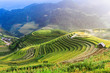 terraced rice field