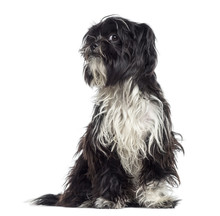 Shaggy Shih Tzu Questioning (9 Months Old)