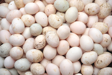 duck eggs