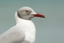 A Very Detailed Portrait Of A Grey-Headed Gull (Larus Cirrocepha
