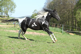Fototapeta Konie - Amazing paint horse stallion with long mane