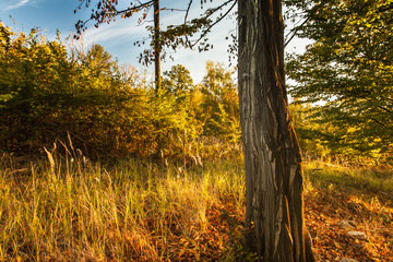 Wall Mural - Autumn Forest Scene With Colorful Leaves, Tree and Blue Sky