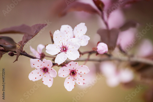 Plakat na zamówienie White Flowers on Blurred Abstract Background