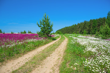 Sticker - summer landscape with the rural road