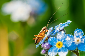 Sticker - grasshopper on a summer meadow sits on flowers of a forget me no