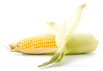 Wall Mural - Fresh raw corn cobs isolated on the white background