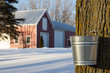Maple Syrup Tapping