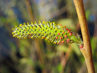 Wall Mural - Close up of yellow and red willow catkin