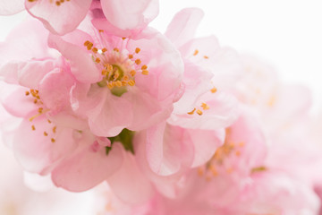 Fotomurales - Pink cherry blossom