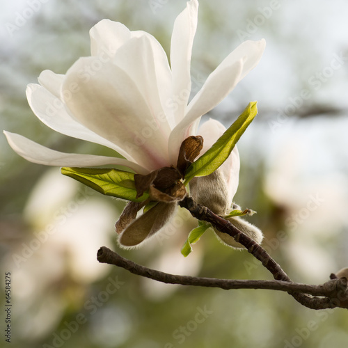 Board z aluminiowym obramowaniem Biały kwiat magnolii