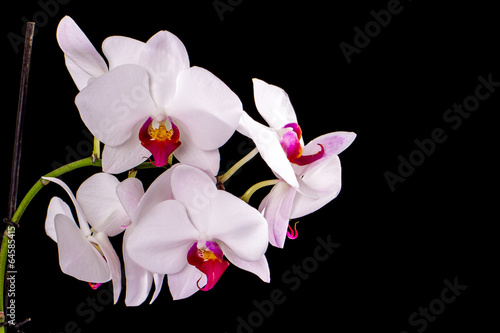 Plakat na papierze fotorealistycznym Biała orchidea na czarnym tle