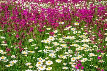 Sticker - multi colored flowers blossoming on a meadow