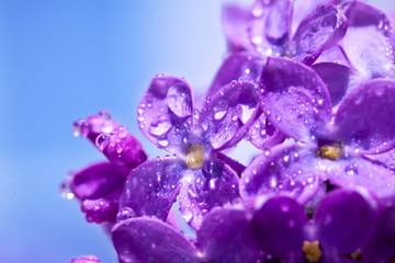 Wall Mural - flowers of a lilac blossom in the spring