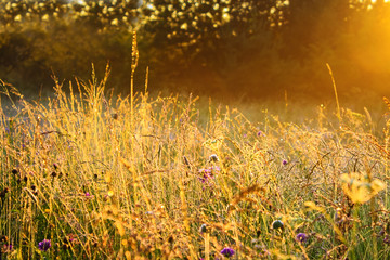 Sticker - sunrise over a summer blossoming meadow