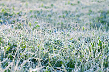 Wall Mural - grass covered with hoarfrost