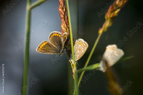 Tapeta ścienna Butterfly5