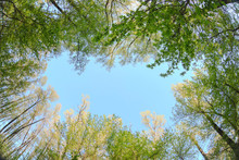 Treetops On A Background Of Blue Sky Nature Beautiful Landscape