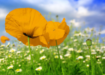 Poster - poppies blooming in the wild meadow