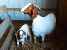 Mother Goat And Baby Goat