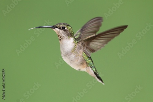 Naklejka samoprzylepna Żeński koliber rubinowy (archilochus colubris)