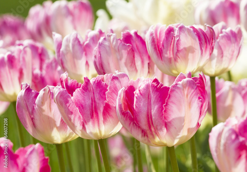 Plakat na papierze fotorealistycznym Różowe tulipany