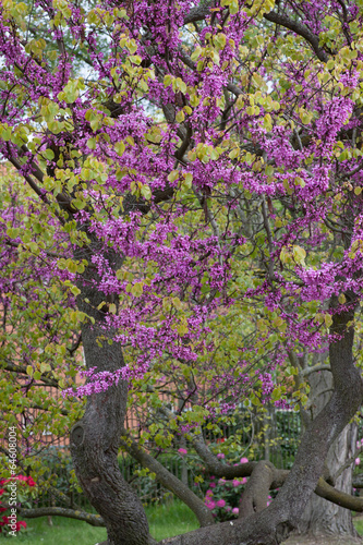 Fototapeta do kuchni Natur