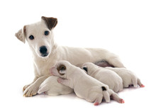 Family Jack Russel Terrier