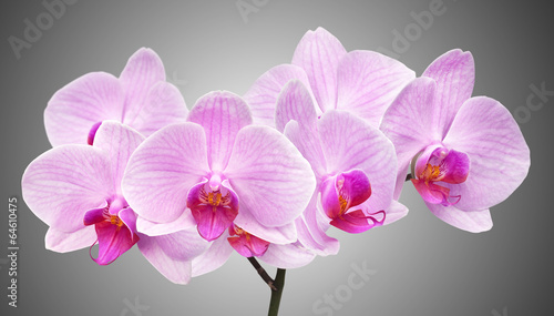 Plakat na zamówienie magenta orchid