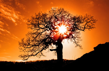 Alone tree with sun and color red orange yellow sky