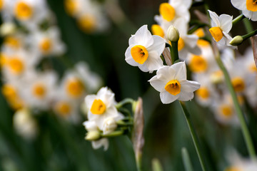 Obraz na płótnie kwiat ładny narcyz