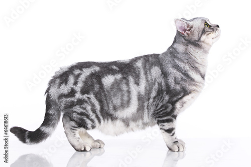 Britisch Kurzhaar Katze seitlich stehend – kaufen Sie dieses Foto und