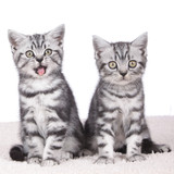 Fototapeta Koty - Zwei niedliche Katzenbabies