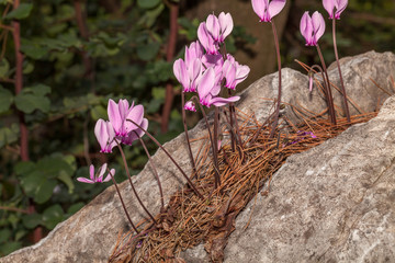 wildes alpenveilchen, griechenland