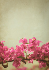  pink bougainvillea flower background