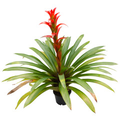 Bromeliad isolated on white background