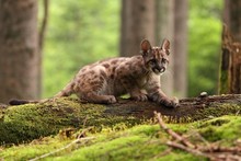Puma Concolor, Cub, Mountain Lion