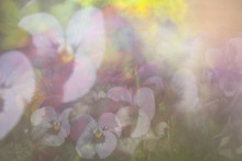 Pansy Background