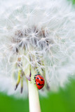 Fototapeta Dmuchawce - Dandelion and lady bug