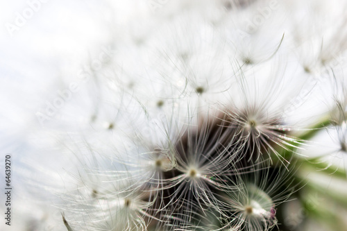 Plakat na zamówienie Pusteblume