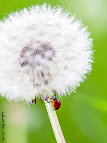 Obraz na płótnie canvas czteroczęściowy "tetraptyk" Dandelion i lady bug