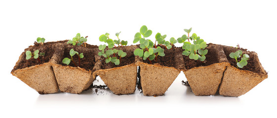 Sticker - Young seedlings of radish in tray isolated on white