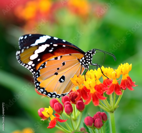 Tapeta ścienna Motyl na pomarańczowy kwiat w ogrodzie