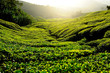 Tea Plantation on Mountain