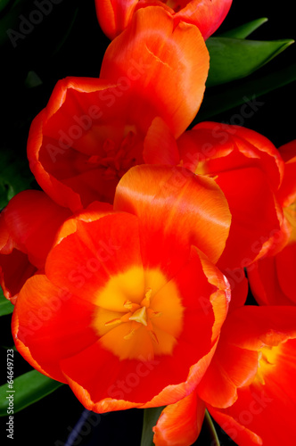 Tapeta ścienna Pomarańczowe tulipany